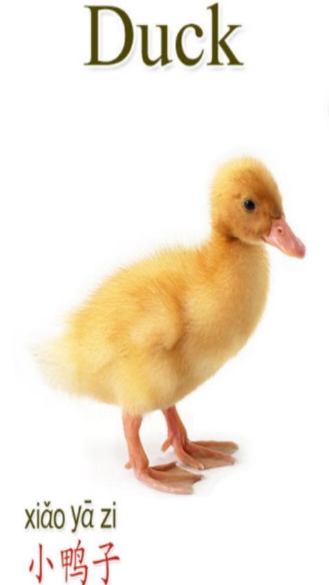 天天字母app最新版