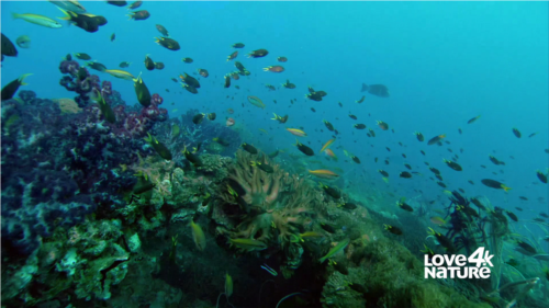 彩虹影音官方版