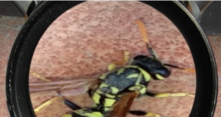 手机显微镜现实app