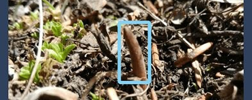 幸运之眼发现虫草app