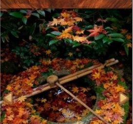 wooden fish安卓版