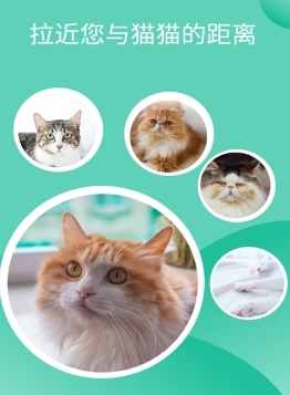 猫猫交流工具最新版