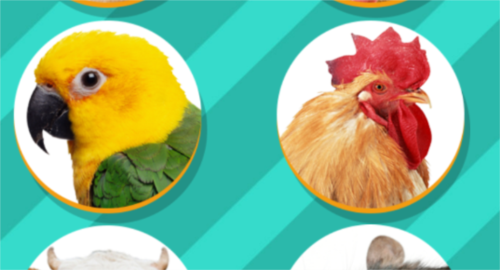 鸡语翻译器安卓版