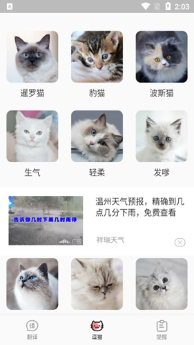 猫语翻译君APP