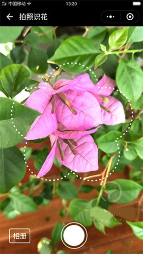 识花君免费版