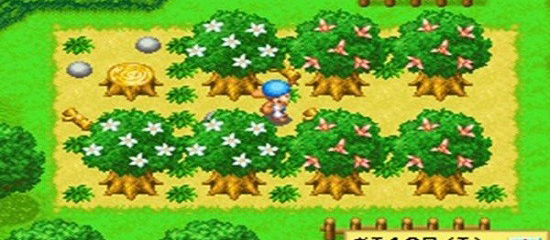 牧场物语精灵驿站手机版